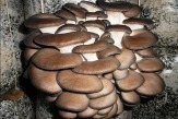 Для выращивания грибов вешенки – комплект!